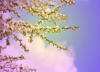 Fototapeta premium cherry blossoms