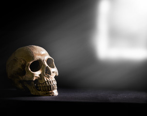skull ,light from the window