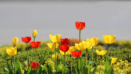 Bright blooming tulips
