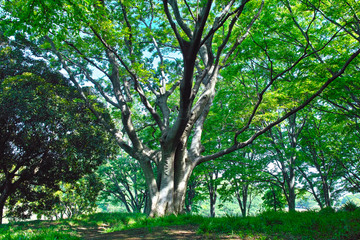 森の中の大きな木の枝