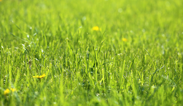 picture green grass
