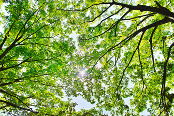 新緑の林と太陽