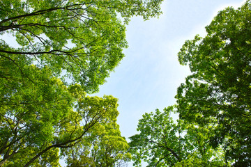 新緑の林と空