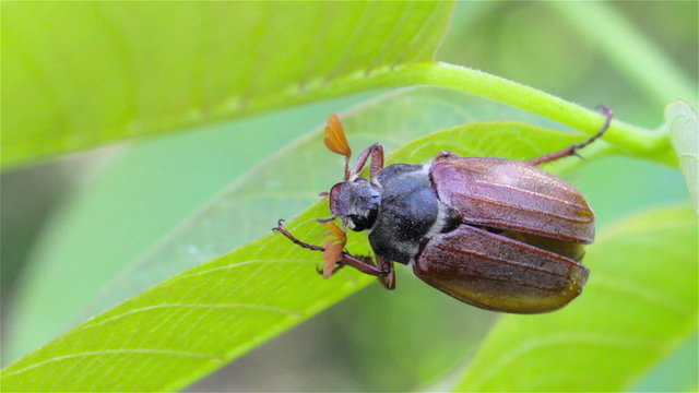 Maybug on leaf