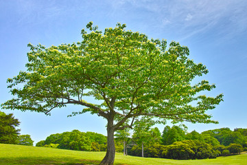 Fototapeta na wymiar 春の草原の大木