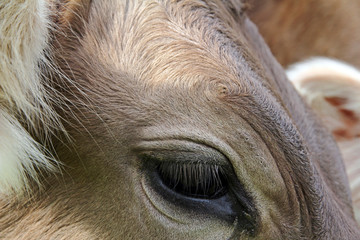 Das Auge und die Augenwimpern einer Kuh