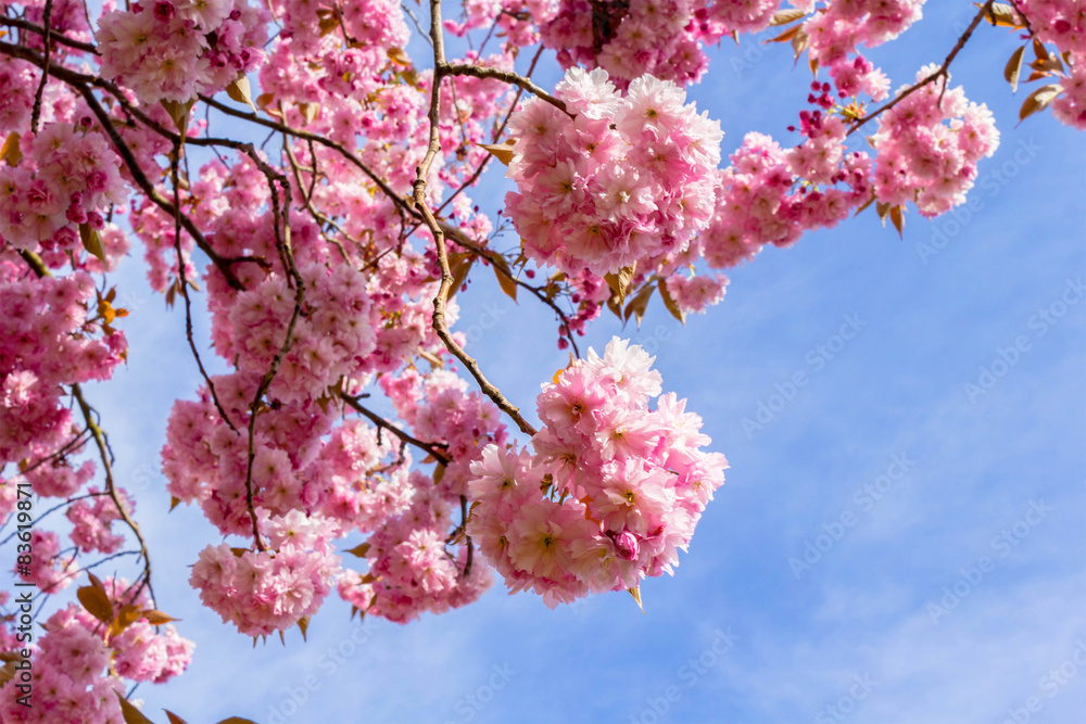 Canvas Prints beautiful japanese cherry tree blossom