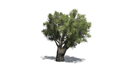 olive tree african - isolated on white background