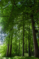 Wald Heiligendamm