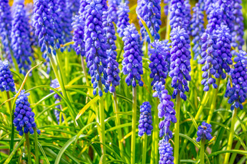 Muscari Armeniacum, close up 