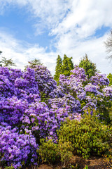 Obraz premium Beautiful, botanic garden in Spring. 