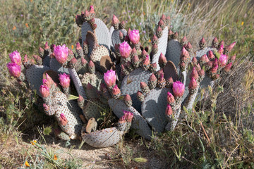 Antelope Valley Poppy Reserve, Kalifornien, USA