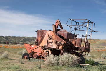 Antelope Valley Poppy Reserve, Kalifornien, USA