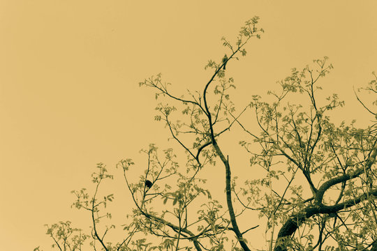 Pretty birds sitting on tree branches, artistic design