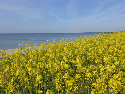 Rapsfeld an der Ostseek&uuml;ste