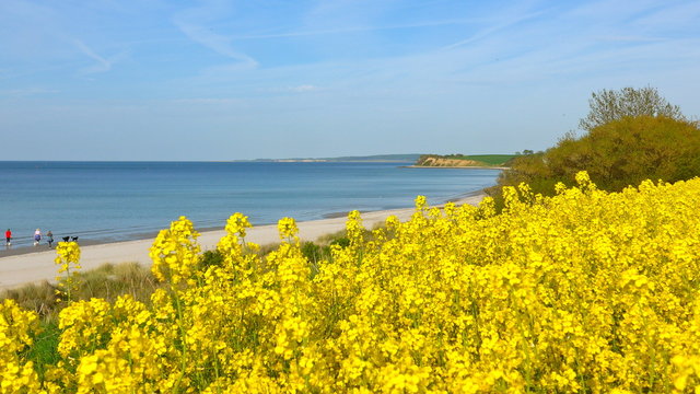 Rapsfeld an der Ostseek&uuml;ste