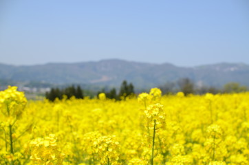 Obraz premium 菜の花畑