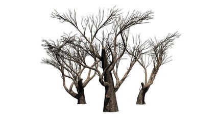 Fototapeta premium Acacia tree winter - isolated on white background