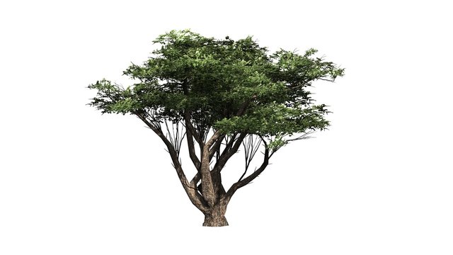 Acacia tree - isolated on white background