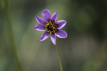 Fototapeta premium Dalia morada