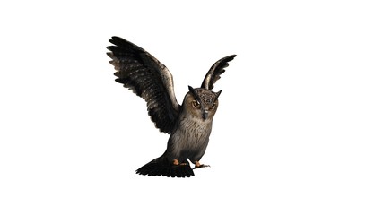 owl - isolated on white background