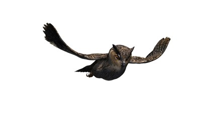 owl - isolated on white background