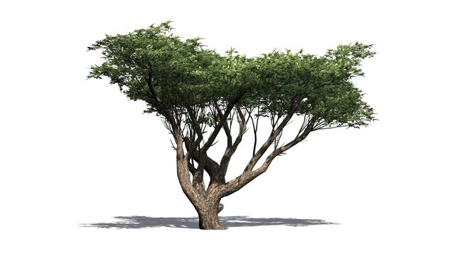 Acacia tree - isolated on white background