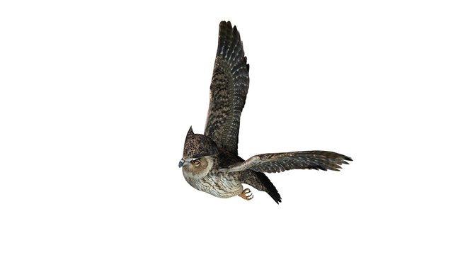 owl - isolated on white background