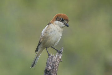 Fototapeta premium woodchat