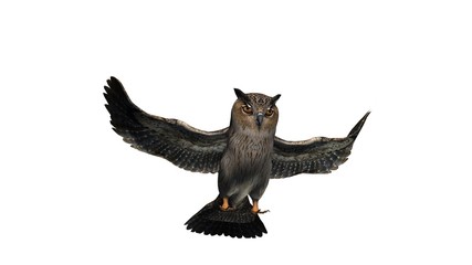 owl - isolated on white background