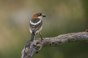 woodchat