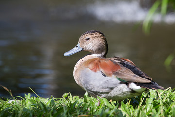 Duck in nature. Bali Bird Park, Indonesia