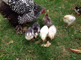 feeding the chicks 
