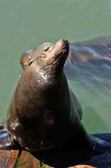 Naklejka premium Sea Lion