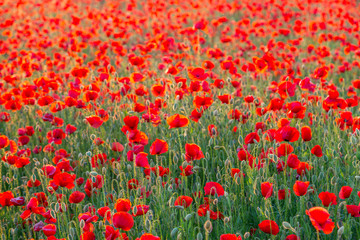 Poppies field meadow in summer