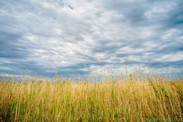 Fields facing a brewing storm