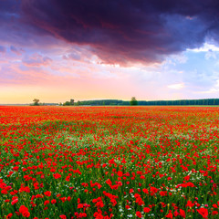 Poppies field at sunset in summer