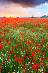 Poppies field at sunset in summer