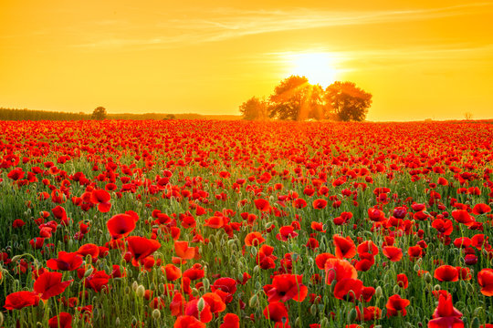 Poppies field at sunset in summer