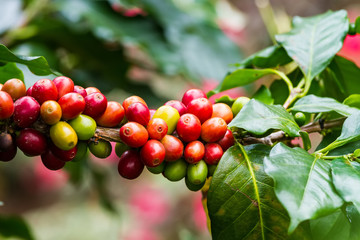 Coffee beans ripening on tree in North of thailand