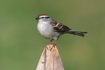 Sparrow on a perch with a colorful background