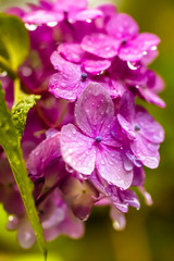 Fototapeta na wymiar 雨に濡れる紫陽花