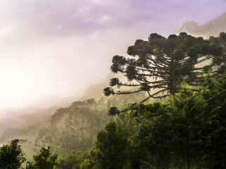 Araucária