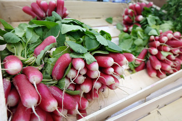 fresh red radish in the market