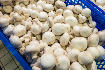 Fresh whole white button mushrooms, or agaricus
