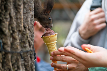 Squirrel on a tree eating ice cream. © nitimongkolchai