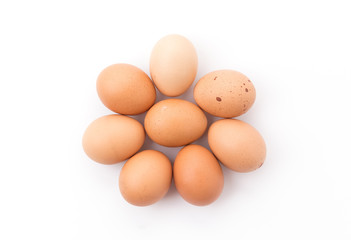 chicken egg