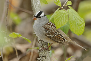 White-crowned Sparrow Perched on a Branch in Spring