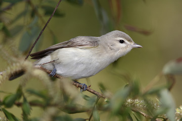 Obraz premium Warbling Vireo Perched on a Branch