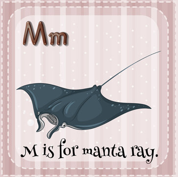 Manta ray